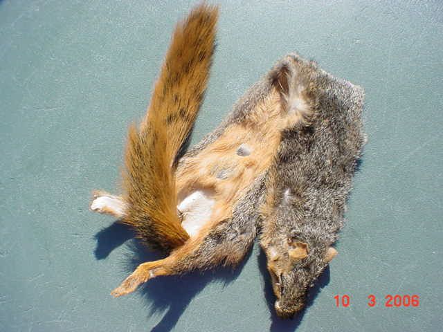 Fox Squirrel pelt dressed leather hide skin Rodent fur  