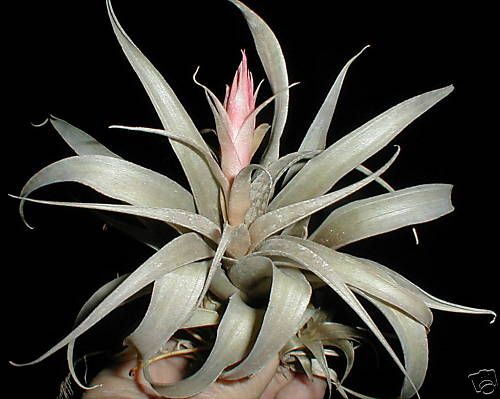 air plant Tillandsia * SPHAEROCEPHALA *  